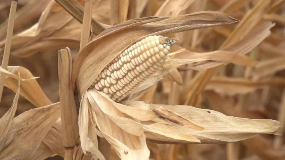 ¡Hasta 10 hectáreas! Cambian reglas de operación para precio de garantía del maíz