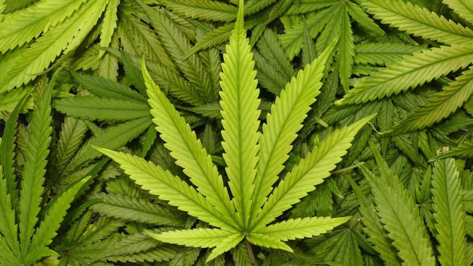 420: Consumir marihuana, ¿tiene beneficios?