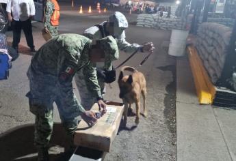 Militares aseguran 2 kilos de goma de opio ocultos en rodillos de madera para hacer tortillas de harina, en El Desengaño