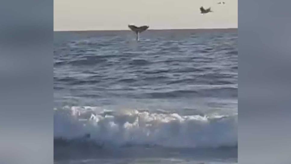 Reportan avistamiento de ballenas en Las Glorias | VIDEO