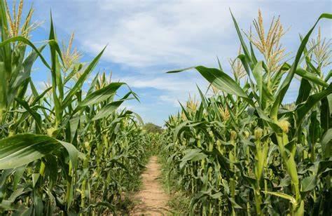 «Industriales, la clave de la comercialización de maíz y trigo de Sinaloa»: Caades