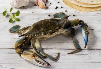 Veda de jaiba, tiburón y mantarraya inicia el 1 de mayo