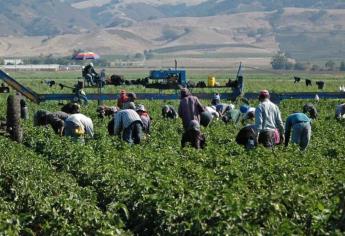 Un jornalero resultó herido en un pleito en un campo agrícola de Navolato 