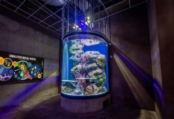 Acuario Mar de Cortés abrirá sus puertas al público el 6 de mayo