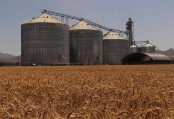 Sinaloa cosechará más maíz y menos trigo 
