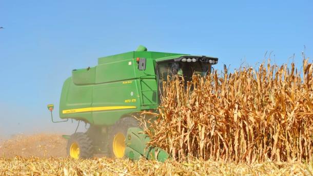 Precio del maíz y trigo se mantienen a la baja