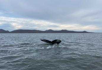 Ballena gris sorprende a turistas y locales al ser vista en la bahía de Topolobampo