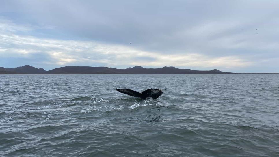 Ballena gris sorprende a turistas y locales al ser vista en la bahía de Topolobampo