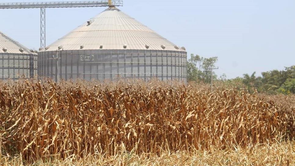 Industriales comprarán maíz de Sinaloa en menos de 5 mil pesos