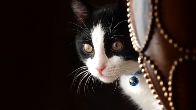 Imagen Placeholder Imagen Placeholder