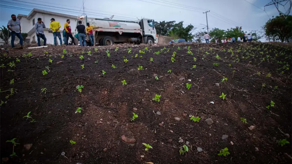 Se plantaron árboles de todo tipo. FOTO: Cortesía