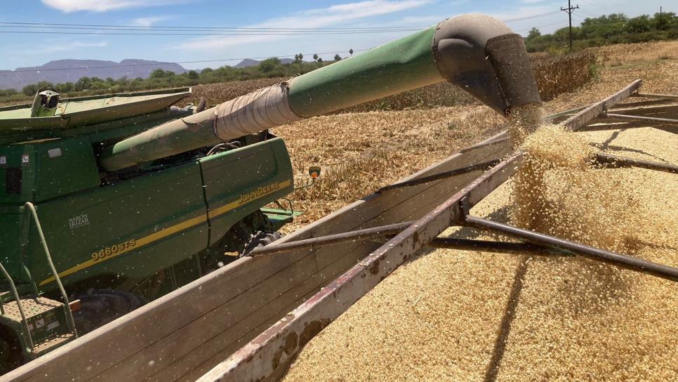 Productores acuerdan que Segalmex compre otro millón de toneladas de maíz en Sinaloa