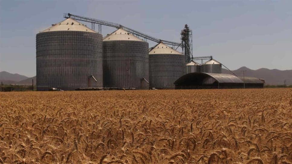 Saturadas bodegas por falta de comercialización de trigo