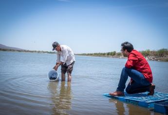 Ayuntamiento de Culiacán siembra 2 millones de alvines en presas y embalses