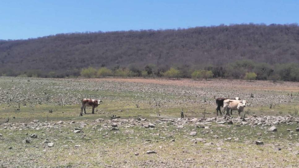 Choix la zona más seca y crítica para ganaderos