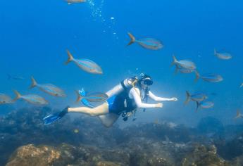 Buceo en El Farallón: toda una experiencia acuática en el Mar de Cortés