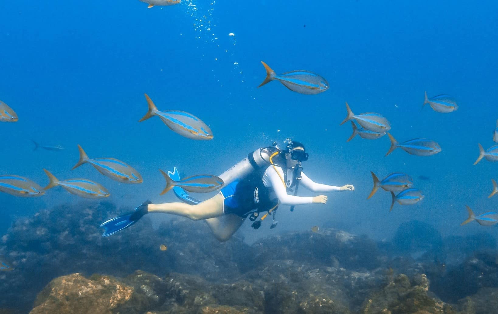 Es toda una experiencia marina. FOTOS: Sealion Dive Center