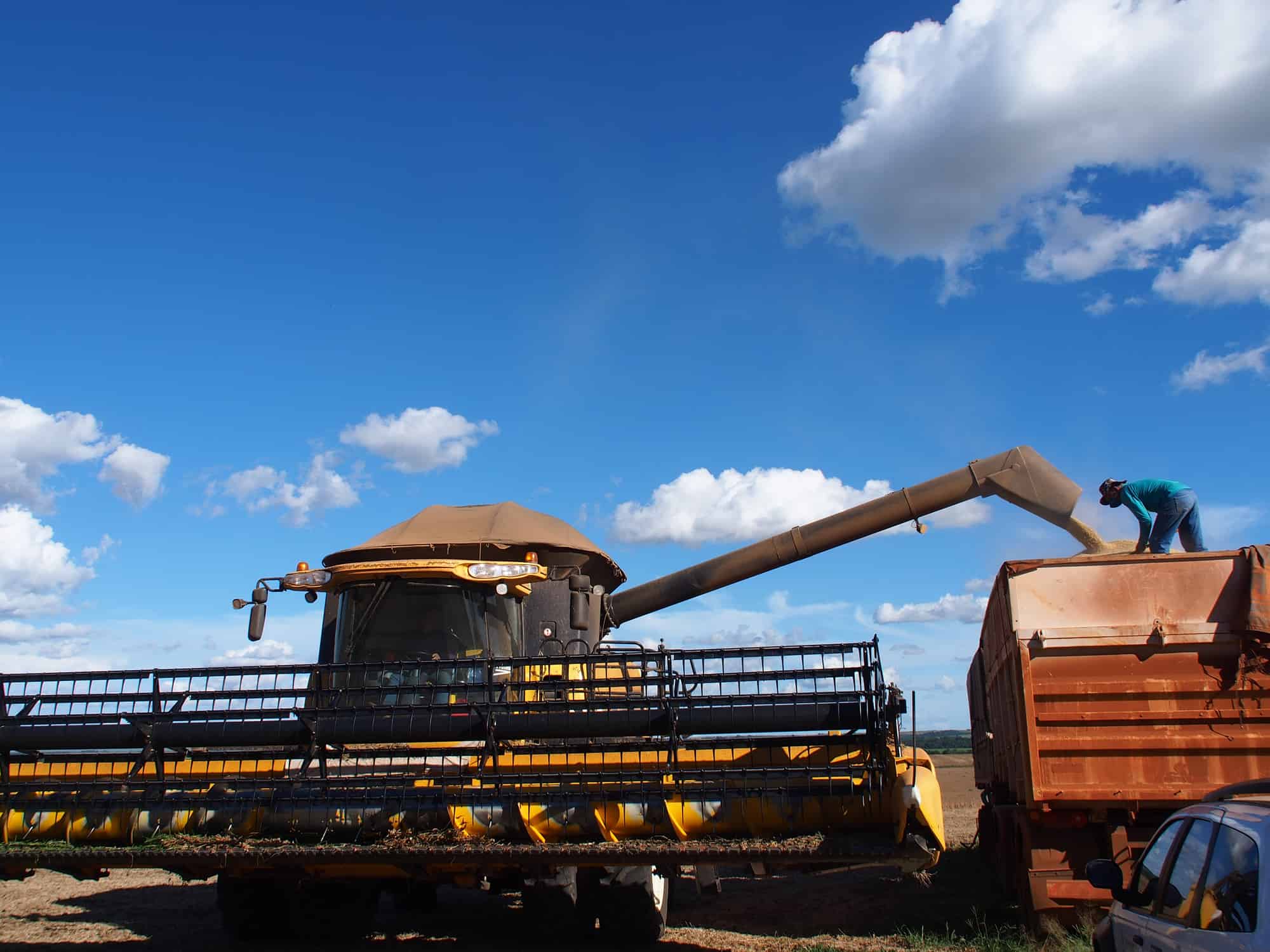 Industriales ofrecen solo 5 mil pesos por tonelada de maíz