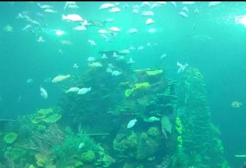 Acuario se inaugura oficialmente el próximo 30 de mayo: Ernesto Coppel