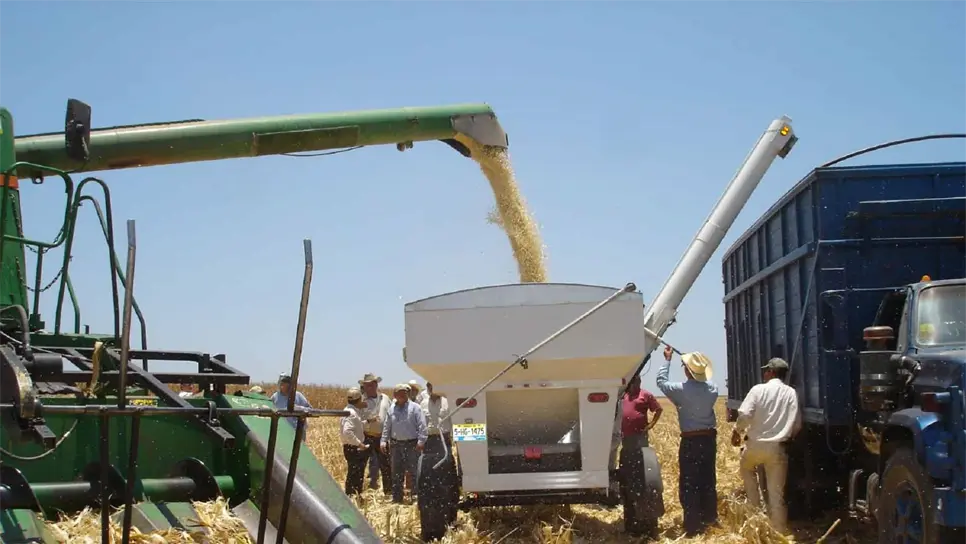 Colapsado, el esquema de compra de maíz de Segalmex: CNC