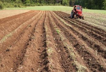 Productores buscan sembrar soya en norte de Sinaloa