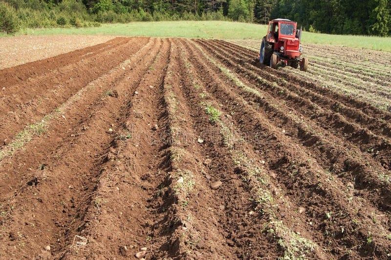 Productores buscan sembrar soya en norte de Sinaloa