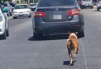 Perro sigue el vehículo de sus dueños tras abandonarlo en Los Mochis
