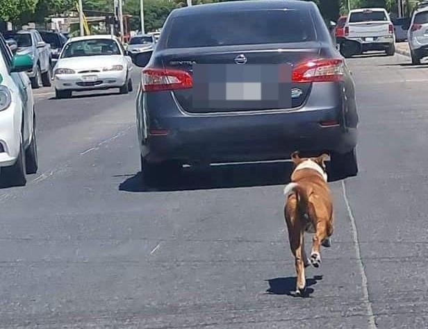 Perro sigue el vehículo de sus dueños tras abandonarlo en Los Mochis