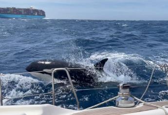 «Gladis», la orca asesina que lidera una pandilla que hunde barcos. Aquí toda la historia
