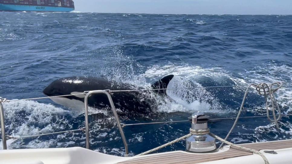 «Gladis», la orca asesina que lidera una pandilla que hunde barcos. Aquí toda la historia