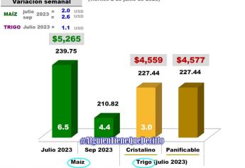 Maíz en 5 mil 265 pesos por tonelada