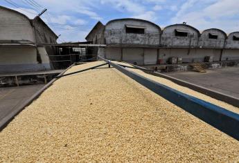 El 6 de junio, Gobierno de Sinaloa publicará bodegas que acopiarán las 500 mil toneladas de maíz