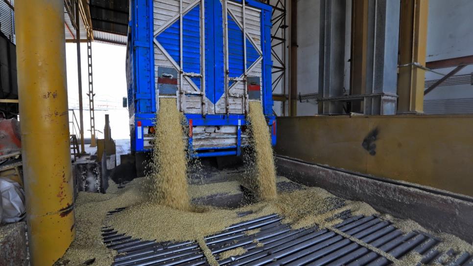El precio del maíz se desploma hasta $5,176 por tonelada