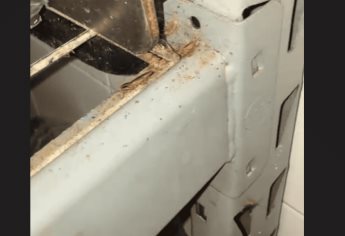 Captan cocina de restaurante de alitas llena de cucarachas en Mazatlán | VIDEO