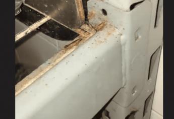 De encontrar cucarachas en establecimiento de alitas en Mazatlán, será suspendido: COEPRISS