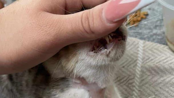 Niños matan con explosivos a un gatito en Los Mochis