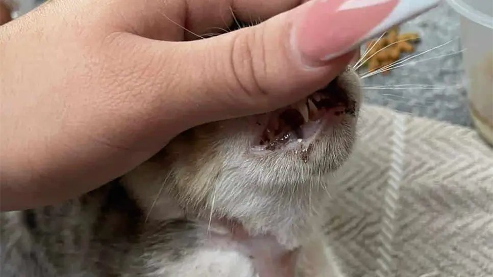 Tristemente, la violencia contra los animales en Ahome aumenta cada día más. FOTO: Cortesía