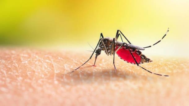 Alerta en el norte de Sinaloa por casos de paludismo en Chihuahua