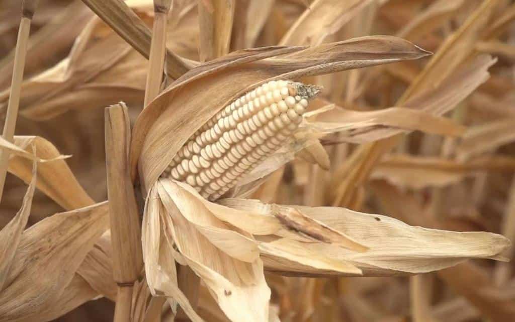 Grandes productores ya no están pensando en un precio de garantía: Rocha Moya