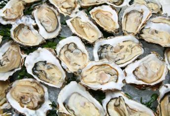 COEPRISS declara veda sanitaria en la Bahía de Altata Norte por Marea Roja