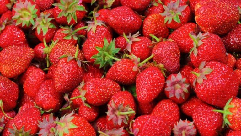 Investigan en EU a fresas mexicanas por presunta contaminación de hepatitis A