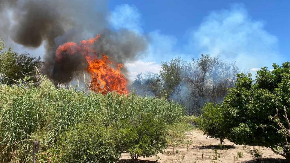 Incendios forestales en Choix consumen hectáreas de bosques y forrajes; suman 24 en Sinaloa