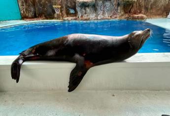 Lobos marinos y aves ya no darán show en el gran Acuario Mar de Cortés