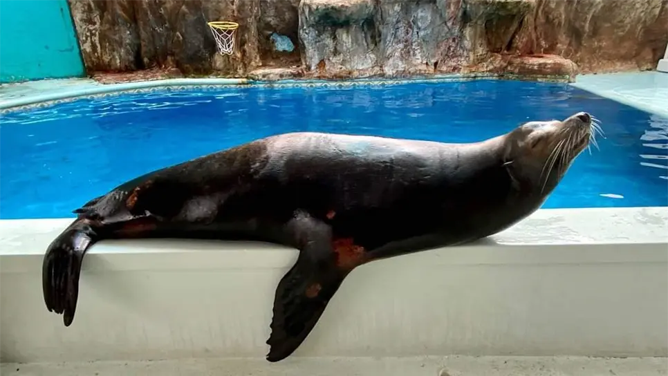 Las atracciones con los animales en el antiguo acuario eran de las favoritas del público. FOTO: Luz Noticias