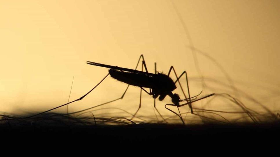 Síntomas del dengue: qué hacer y cómo identificarlos