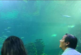 Estudiantes podrán hacer sus prácticas al Gran Acuario Mar de Cortés: director