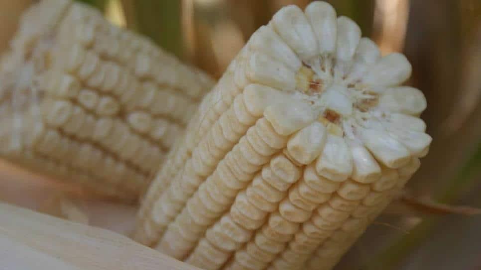 Esquema comercial del maíz blanco es un logro histórico: Gobierno de Sinaloa