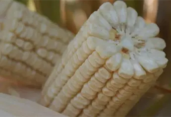 Samuel Sarmiento: México cierra 2025 como el mayor importador mundial de maíz