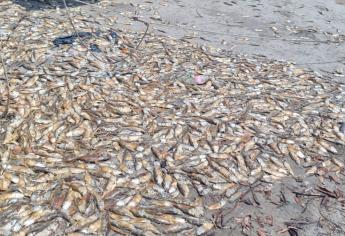 Barcos sardineros son quienes tiran los peces muertos en Angostura y Navolato: Coepriss*