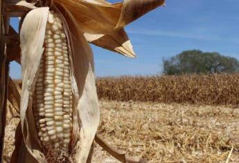 Segalmex ha pagado 3 mil toneladas de maíz en Sinaloa 